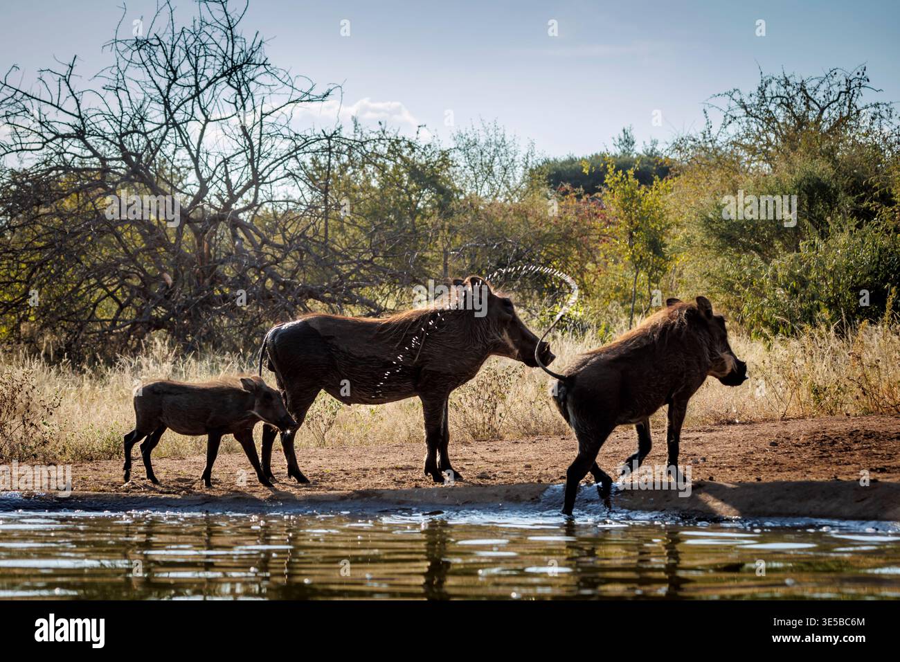 Common warthog family along waterhole in greater Kruger National park, South Africa ; Specie Phacochoerus africanus family of Suidae Stock Photo