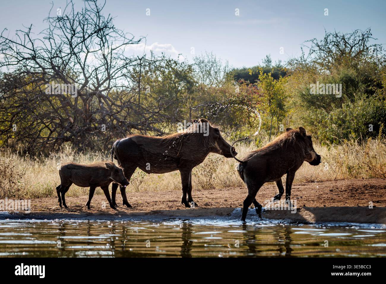 Common warthog family along waterhole in greater Kruger National park, South Africa ; Specie Phacochoerus africanus family of Suidae Stock Photo