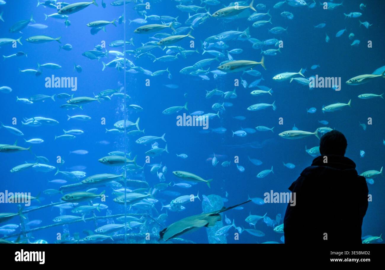 Aquarium, Fische, Ozeaneum, Hafenstraße, Stralsund, Mecklenburg ...