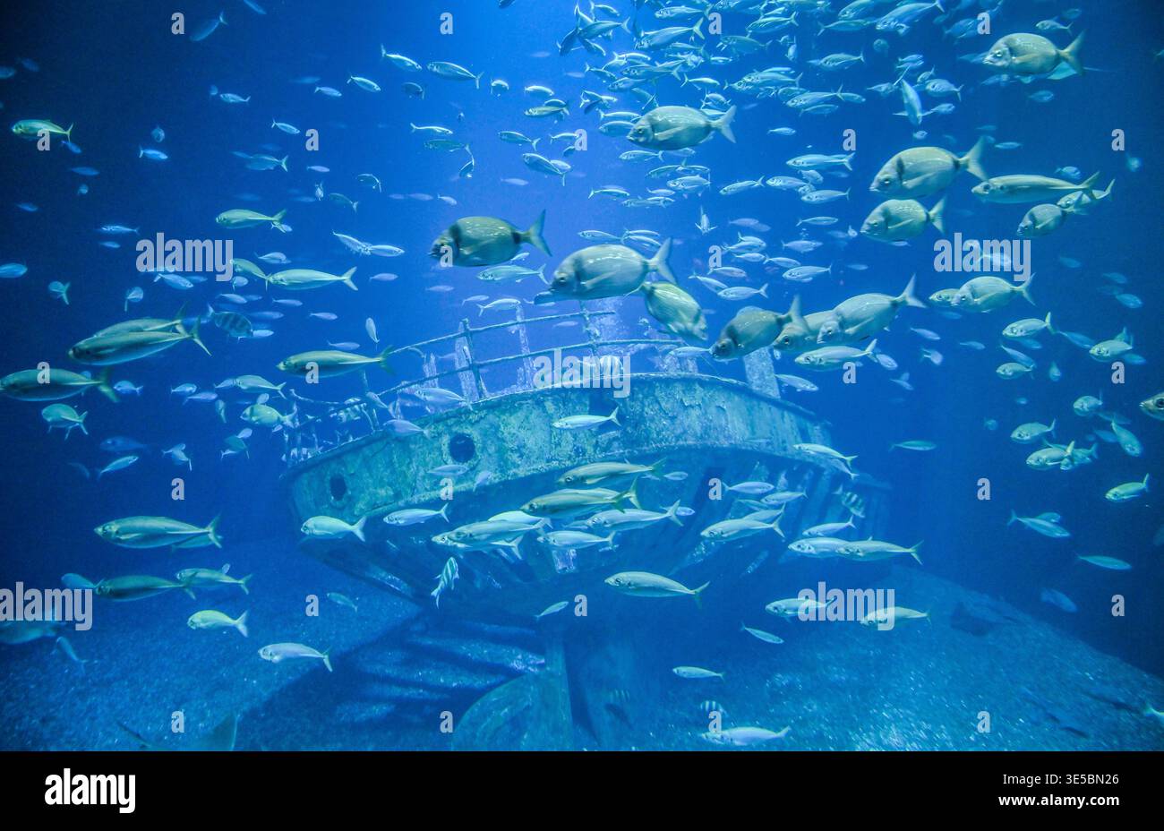 Aquarium, Fische, Ozeaneum, Hafenstraße, Stralsund, Mecklenburg ...