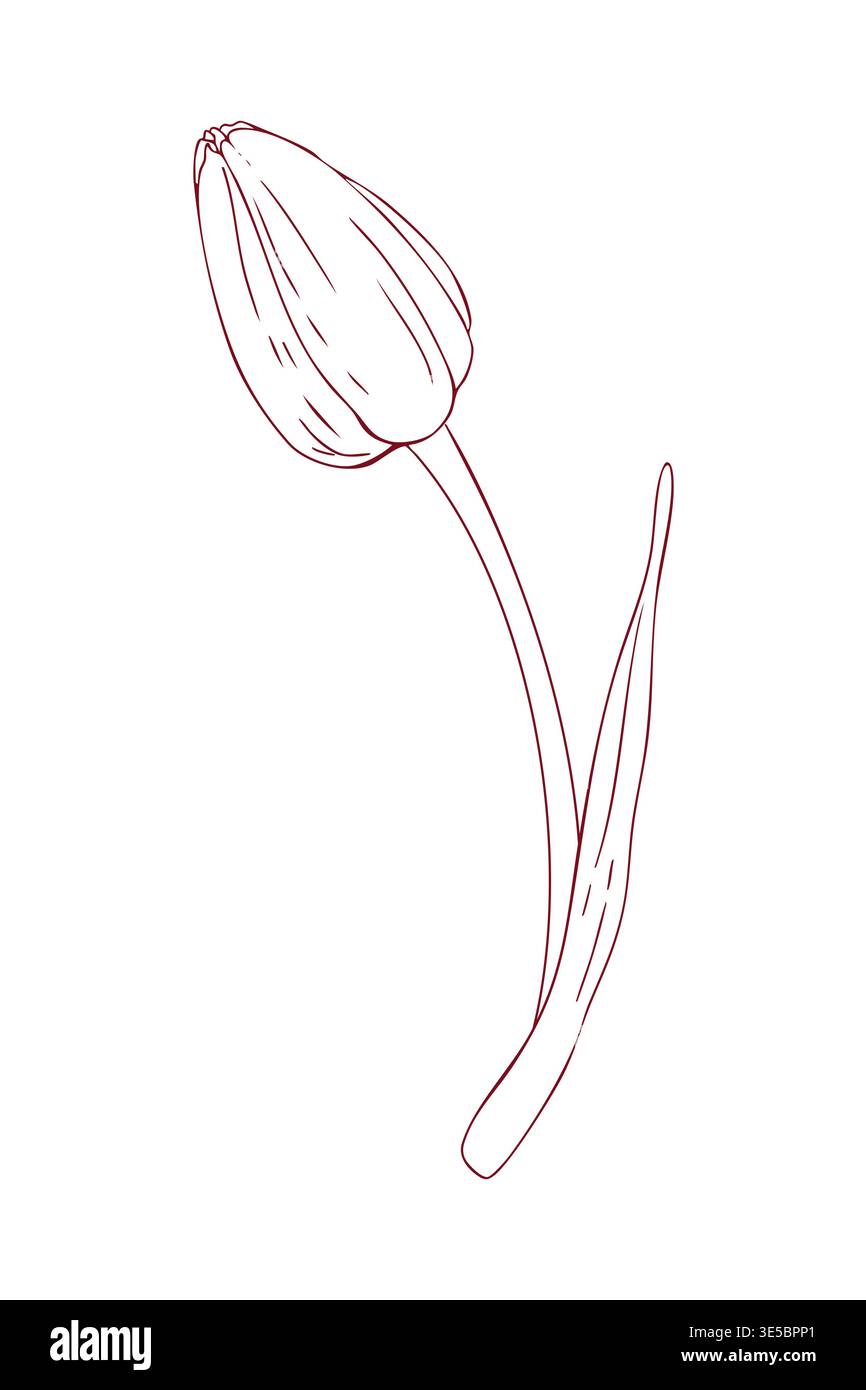 Closed tulip bud, hand-drawn line drawing, scribbles, linear art, vector Stock Vector