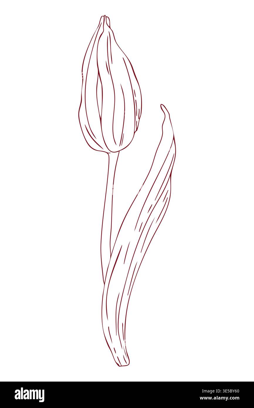 Delicate, closed tulip bud, hand-drawn line drawing, scribbles, linear art, vector Stock Vector