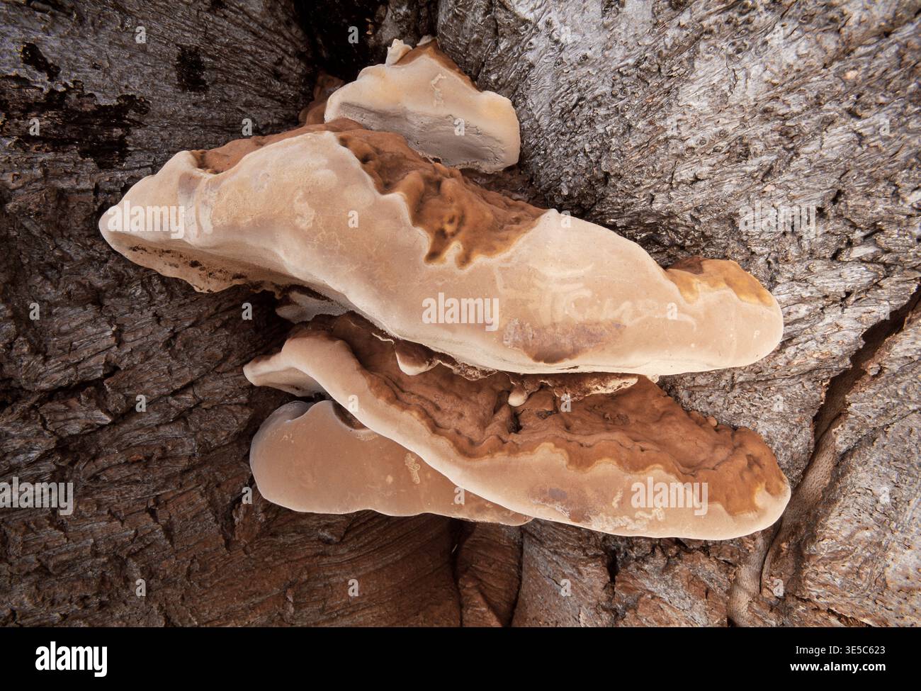 Artists Fungi (Ganoderma applanatum) growing on dead beech stump, John Muir Country Park, East Lothian, Scotland, July Stock Photo
