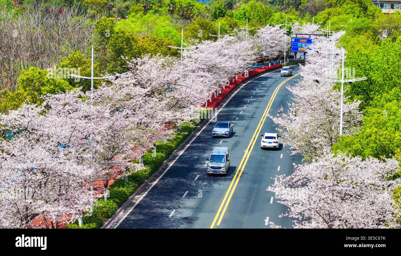 Over 1,000 cherry trees bloom along a 3-km avenue in Qiandaohu Town ...