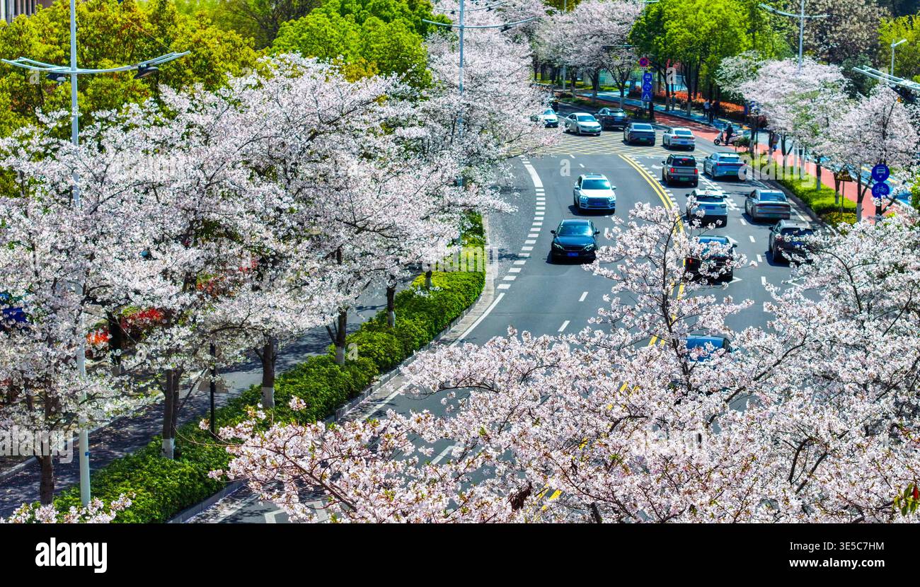 Over 1,000 cherry trees bloom along a 3-km avenue in Qiandaohu Town ...