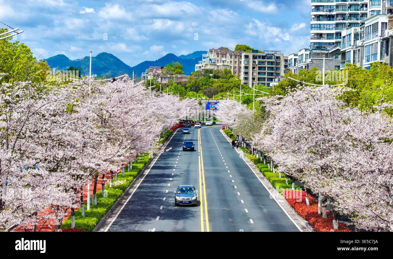 Over 1,000 cherry trees bloom along a 3-km avenue in Qiandaohu Town ...