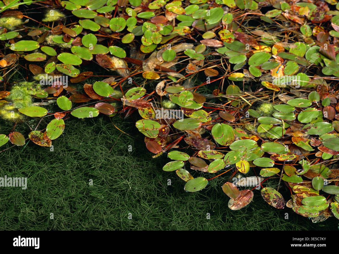 Mass of floating aquatic plants hi-res stock photography and images - Alamy