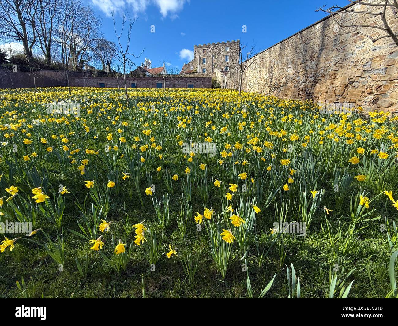Daffodils in The Walled Garden, Auckland Palace, Bishop Auckland, County Durham, England, UK. - Smartphone Captured Stock Image