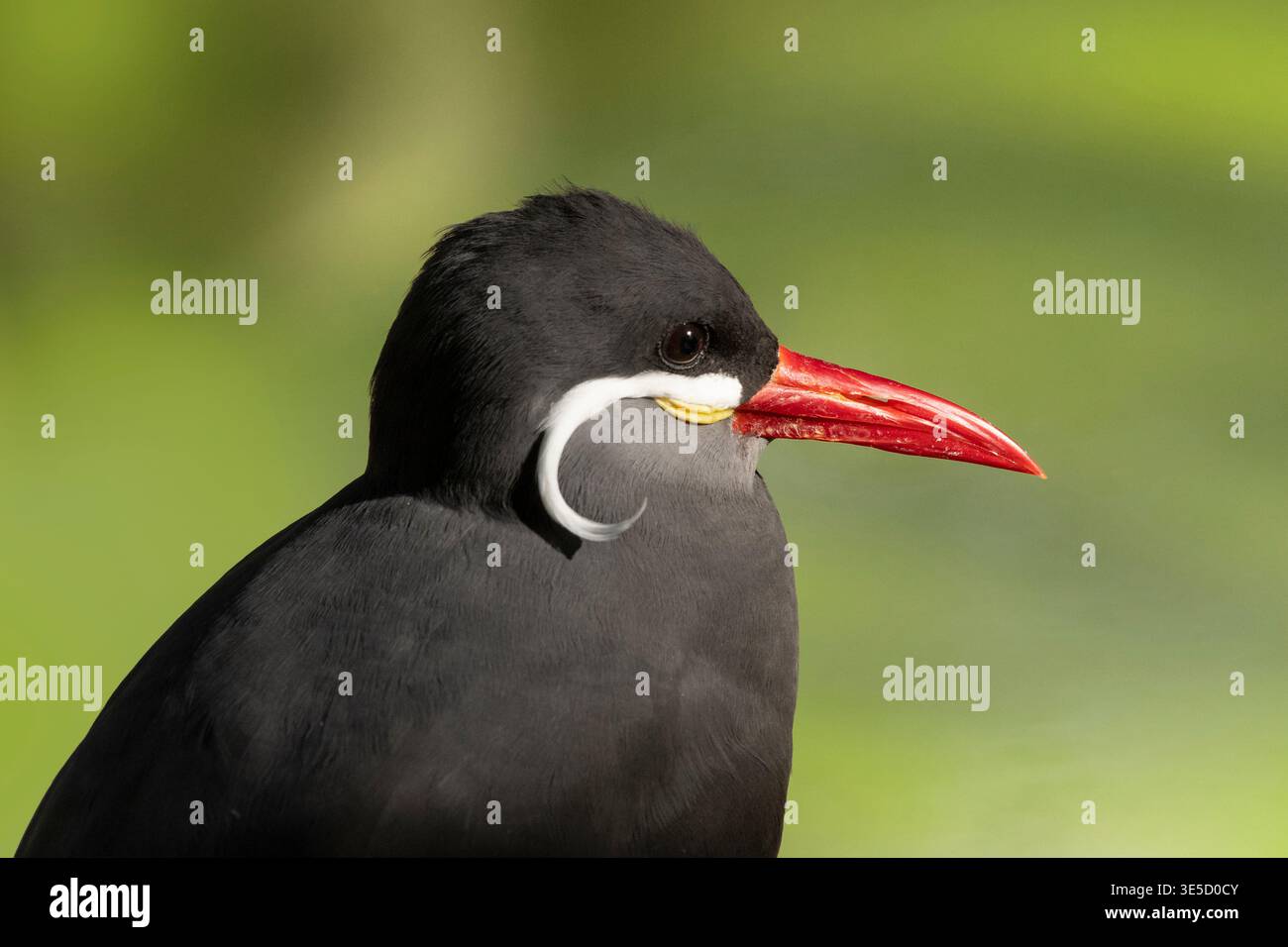 ; Inca Tern; Stock Photo