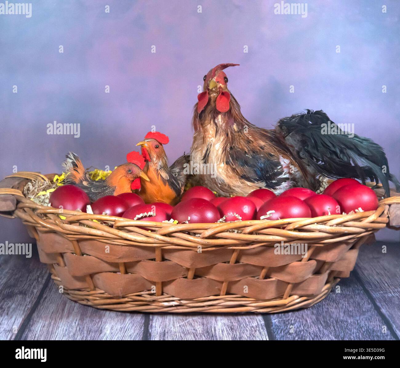 Chickens with red eggs in the basket. Stock Photo