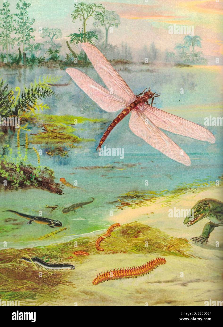 Devonian period insects hi-res stock photography and images - Alamy
