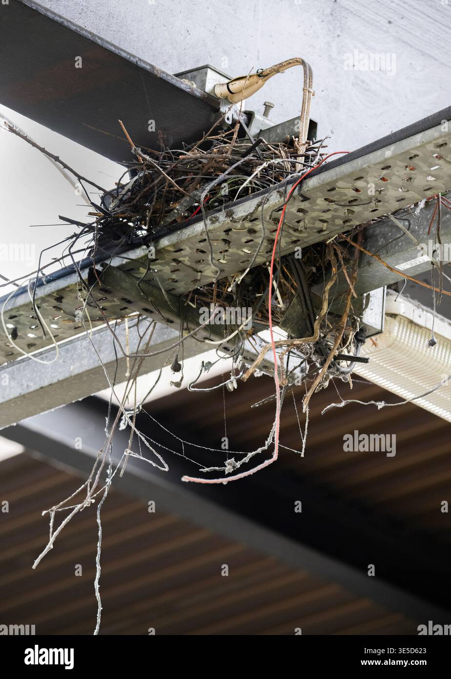Crow nest uk hi-res stock photography and images - Alamy