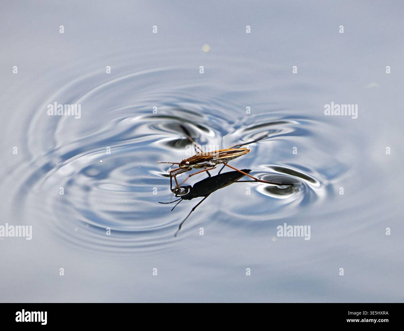 common pond skater (Gerris lacustris) 'skating' over surface of pond detecting (& making) vibrations in the water's surface in Cumbria England UK Stock Photo