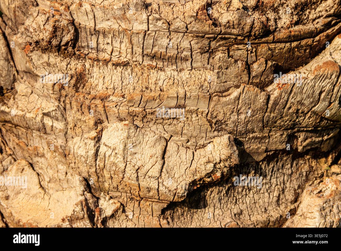 Palm tree bark texture for background Stock Photo