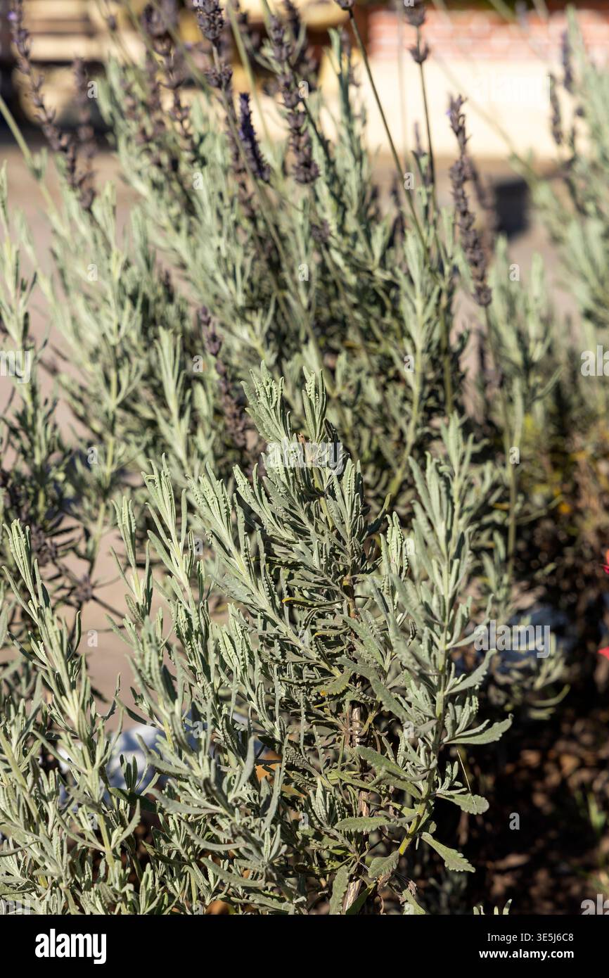 Lavandula angustifolia with purple flower spikes, highlighting its texture and details against a natural, blurred background. Stock Photo