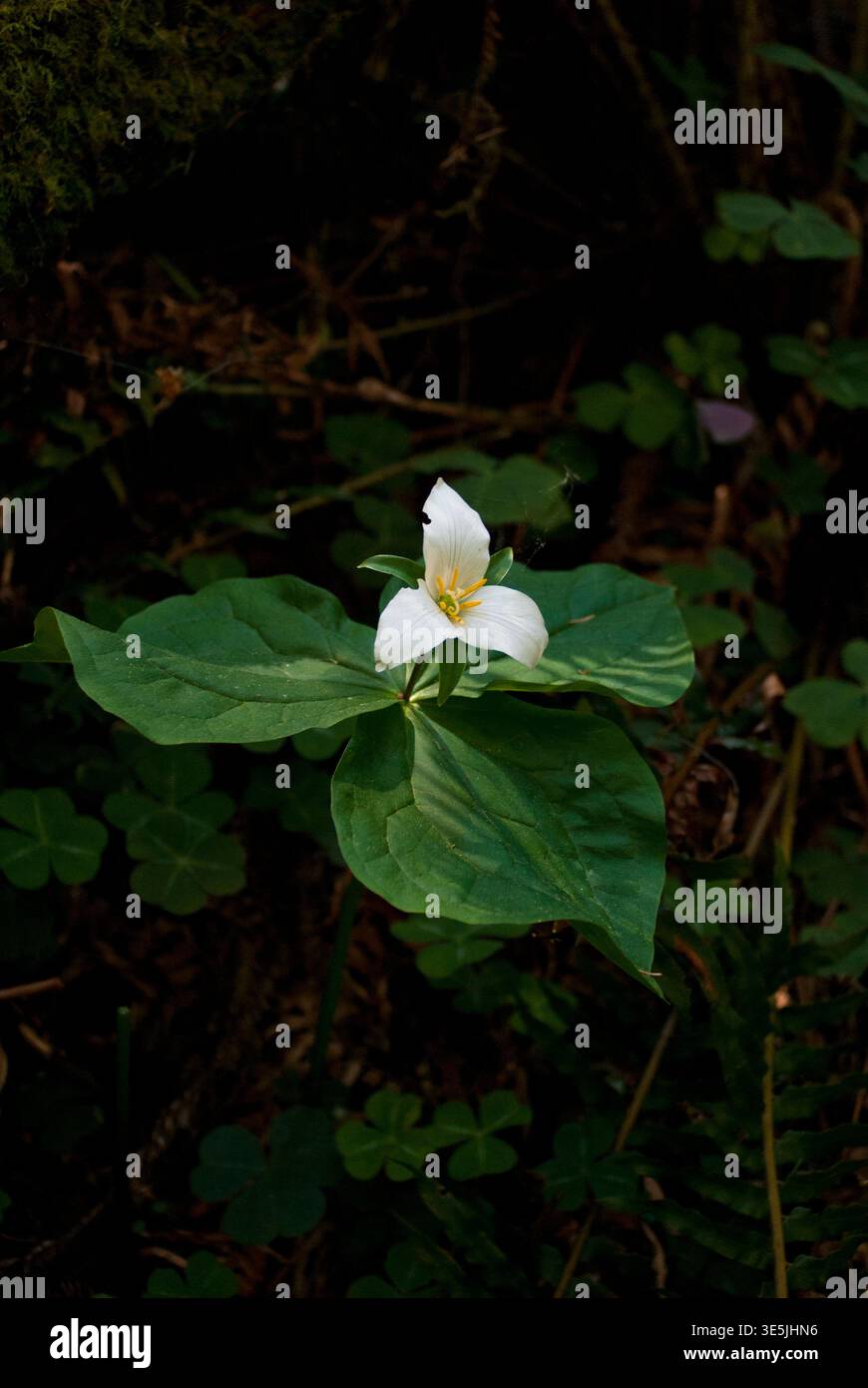 Trillium flower in the Arcata Community Forest against a redwood tree Stock Photo