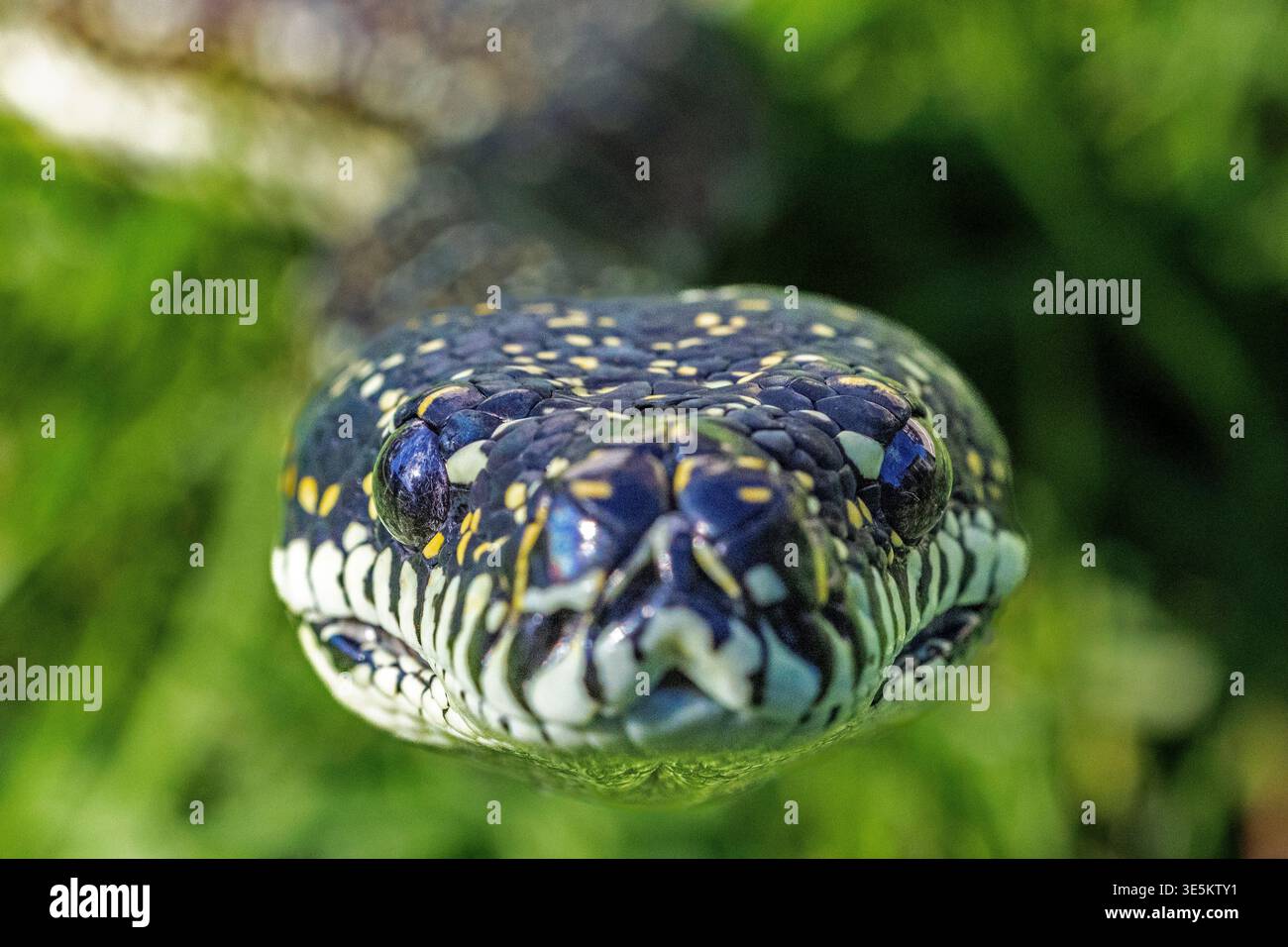 Close up of an Australian Diamond Python Stock Photo