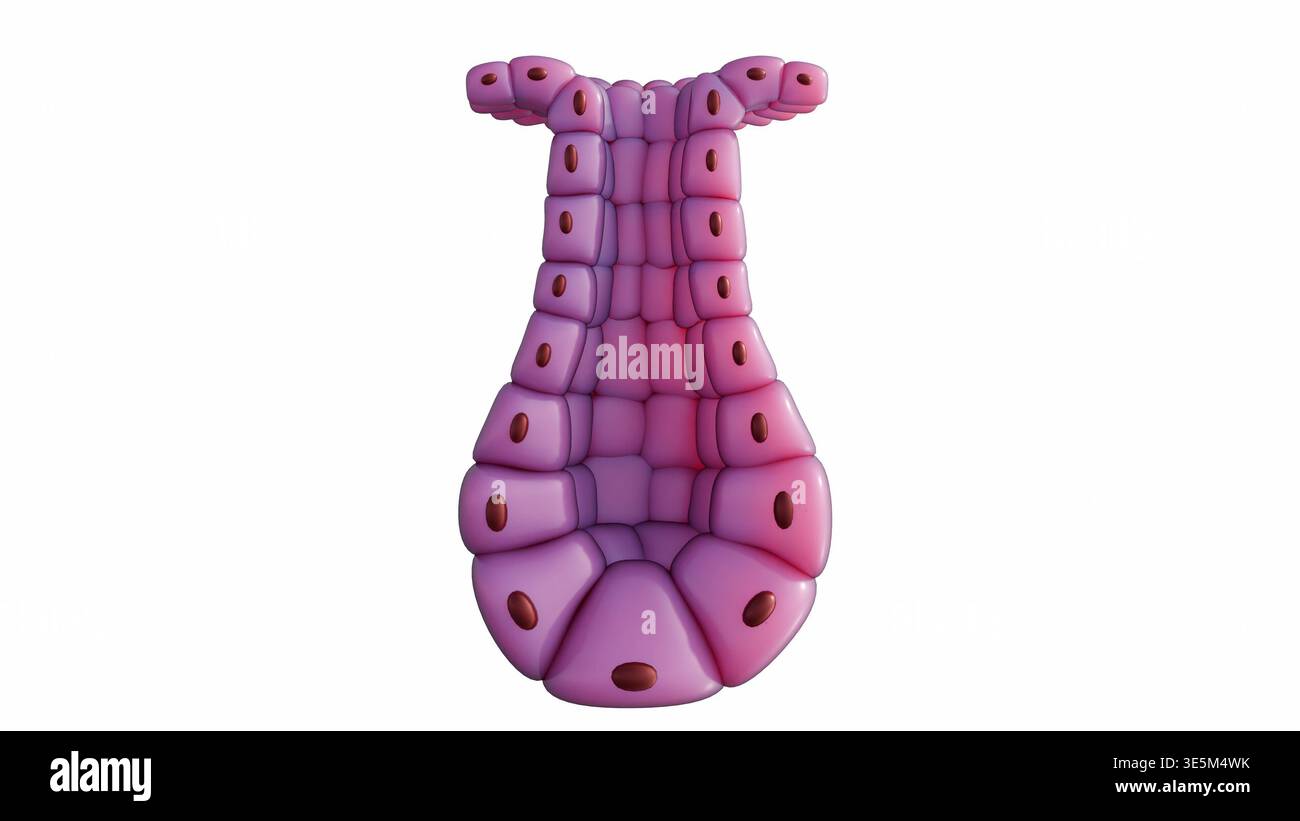 Epithelial tissue visualization hi-res stock photography and images - Alamy