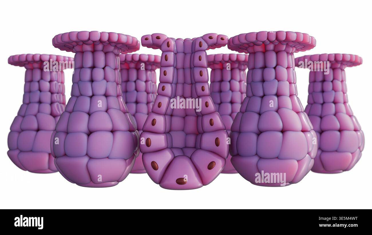 Epithelial tissue visualization hi-res stock photography and images - Alamy