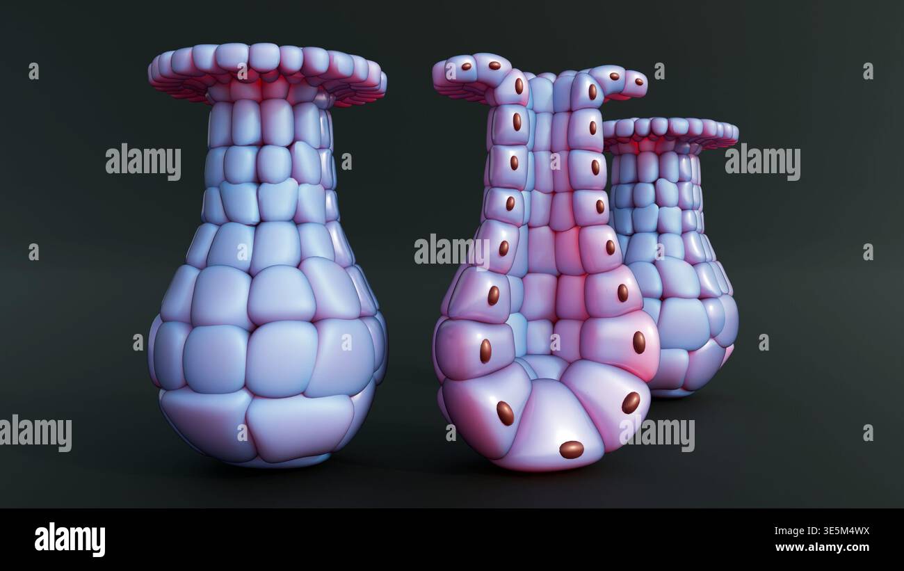 Epithelial tissue visualization hi-res stock photography and images - Alamy