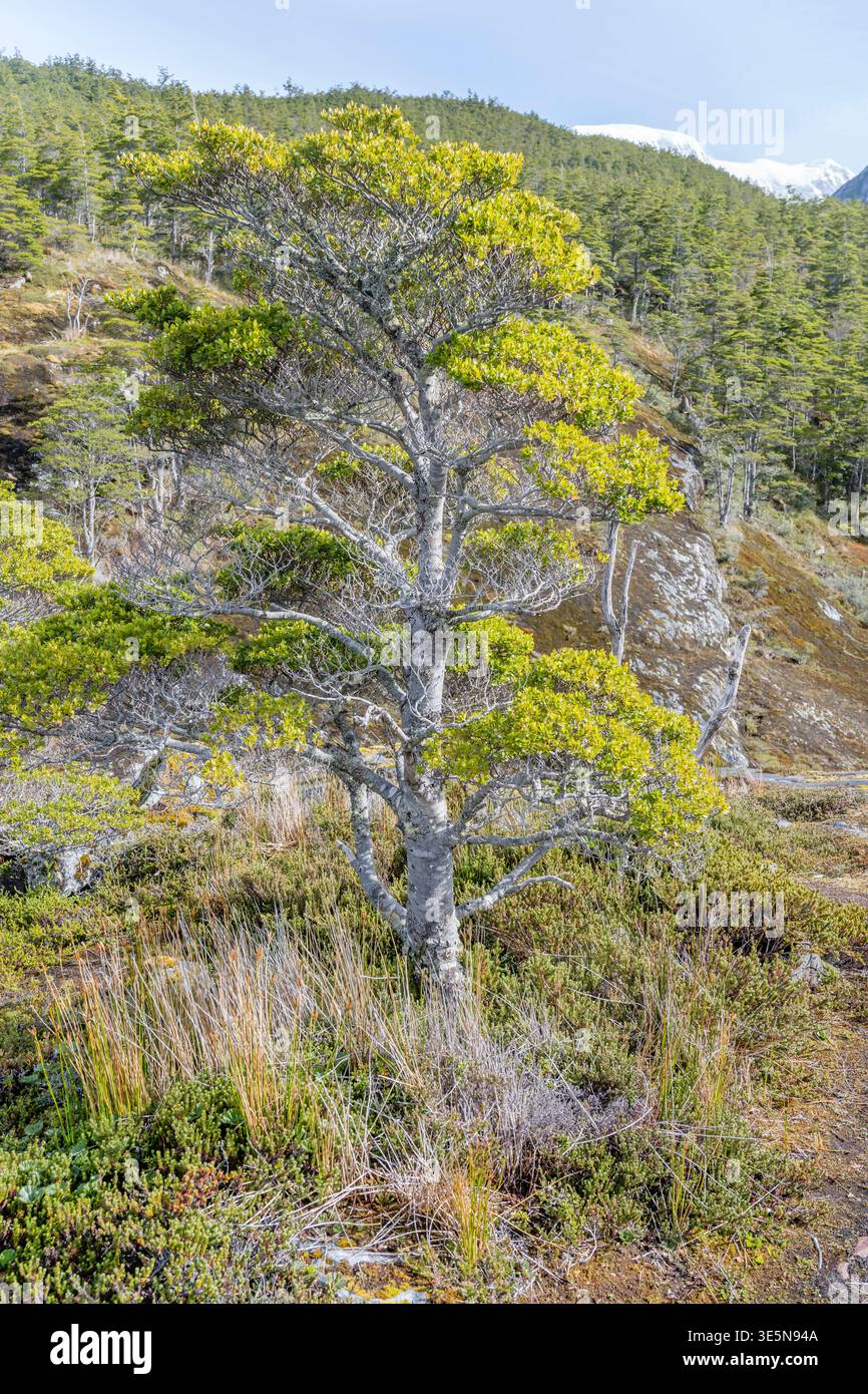 Notofagus hi-res stock photography and images - Alamy