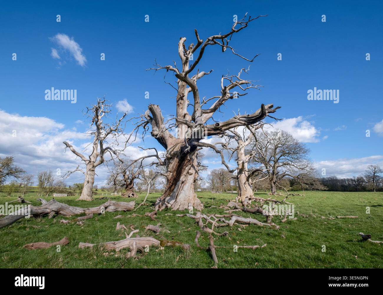 Spectacular ancient dead trees still standing in the spring sunlight, Hanbury, Worcestershire, England. Stock Photo