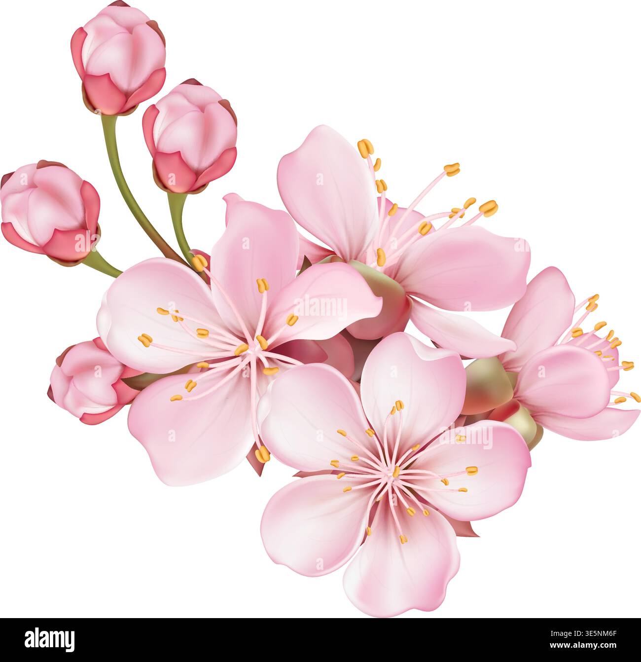 Composition Pink Sakura Blossom Branches and Petal Stock Vector