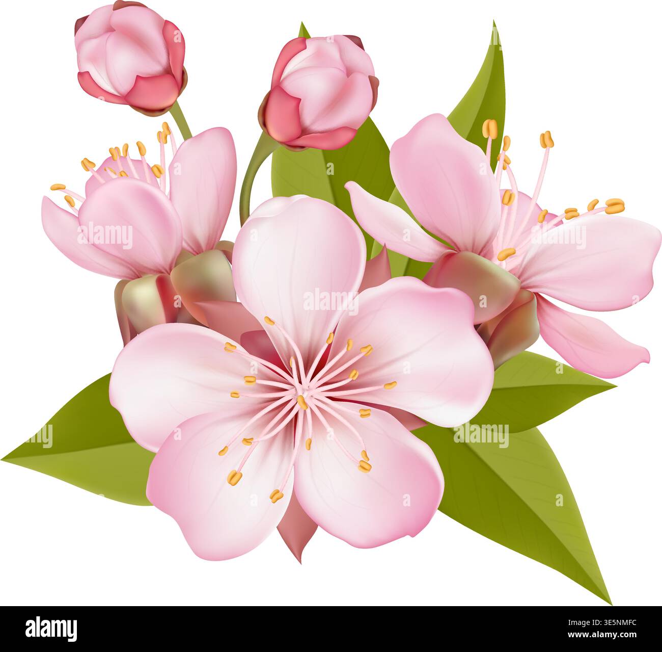 Composition Pink Sakura Blossom Branches  Stock Vector