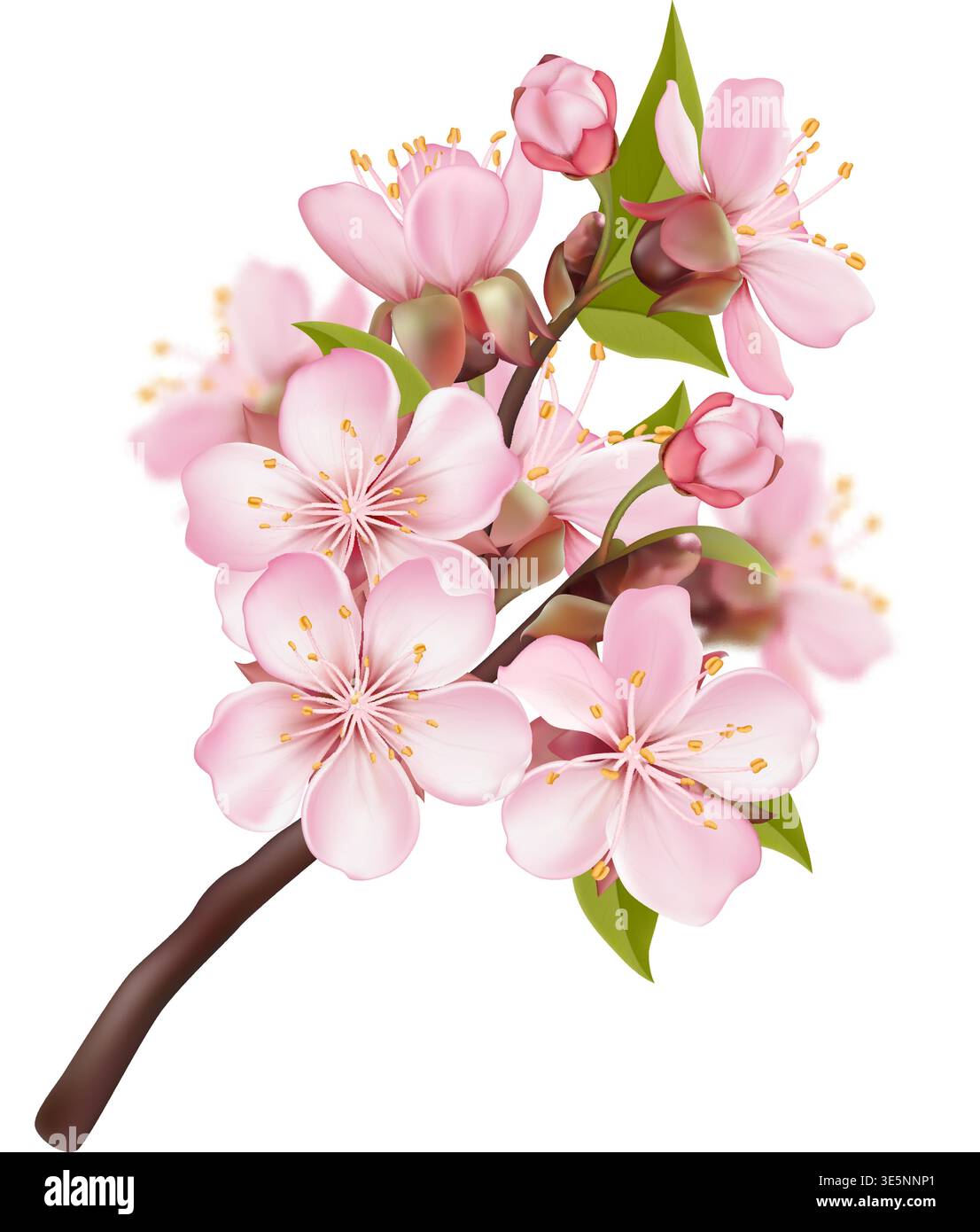 Composition Pink Sakura Blossom Branches Stock Vector