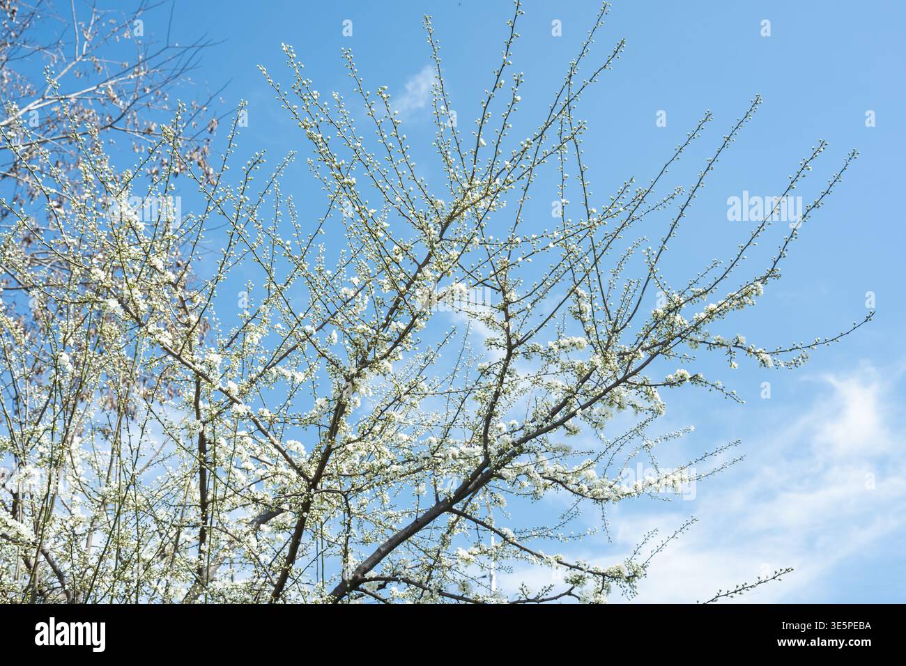 Blooming cherry plum tree with small white flowers against a clear blue sky in spring. Stock Photo