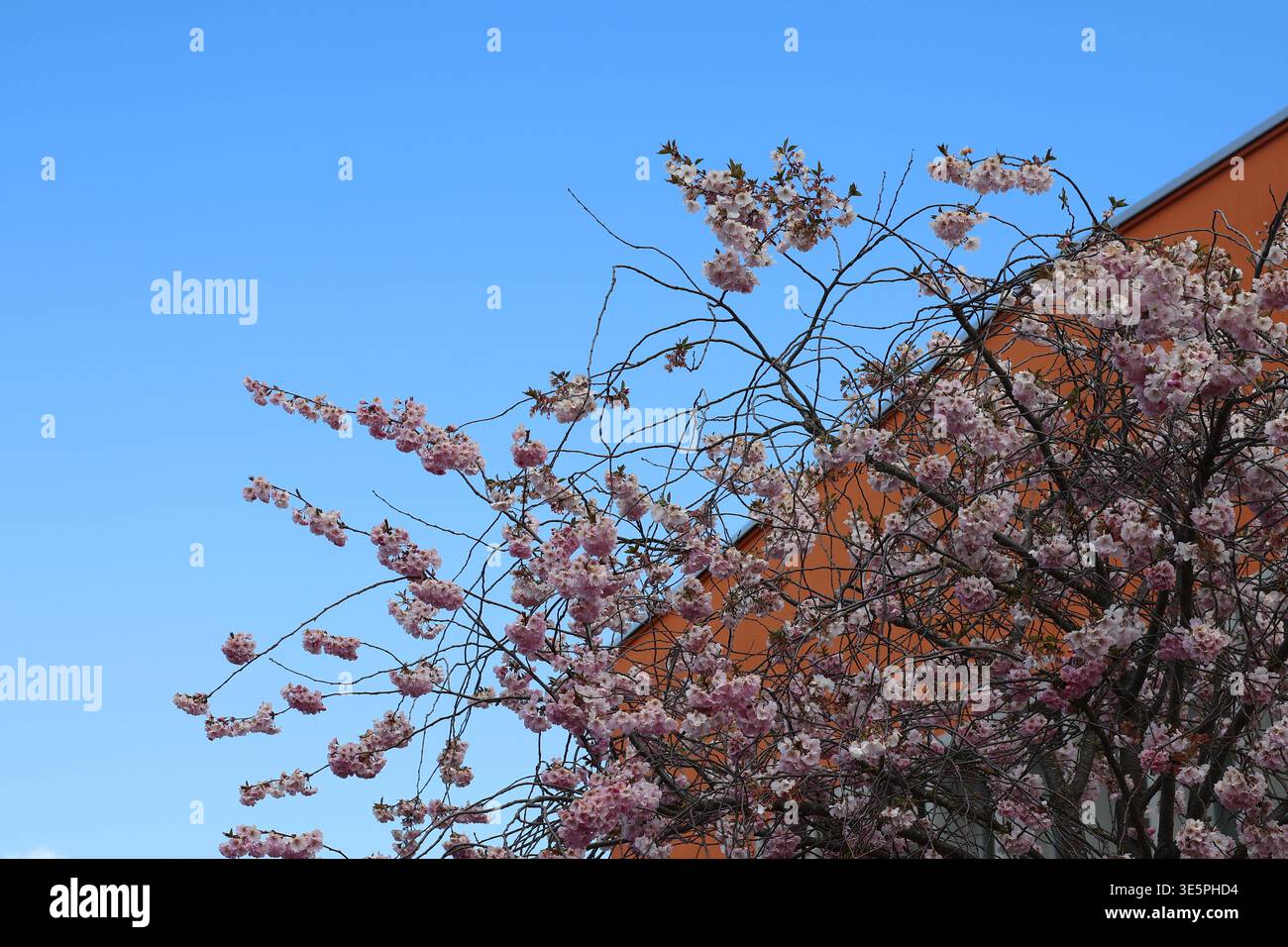 Pink cherry blossom branches against a blue sky and orange house Stock Photo