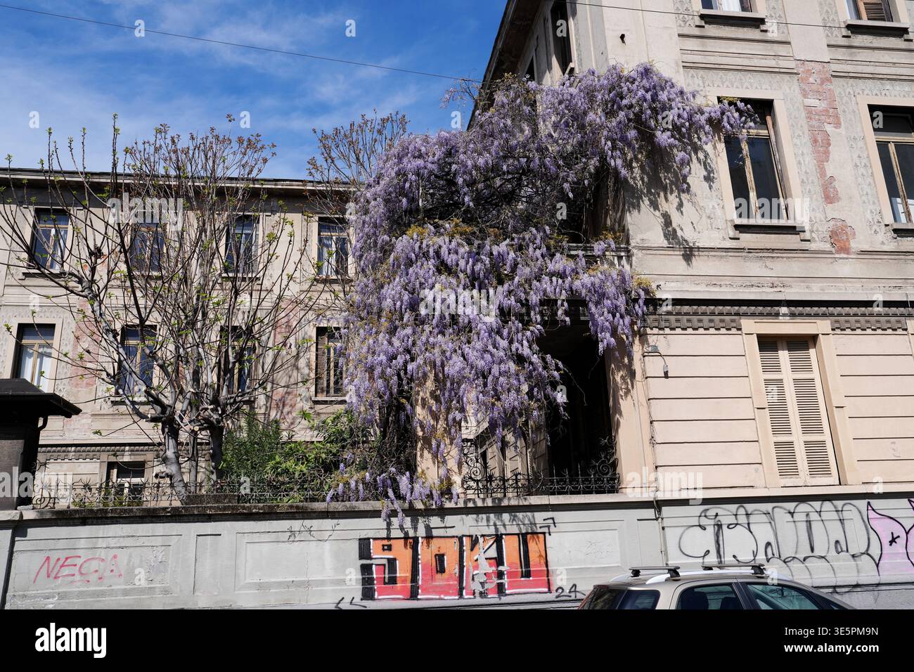 Milan, Wisteria plants in bloom on Via San Calogero Stock Photo - Alamy