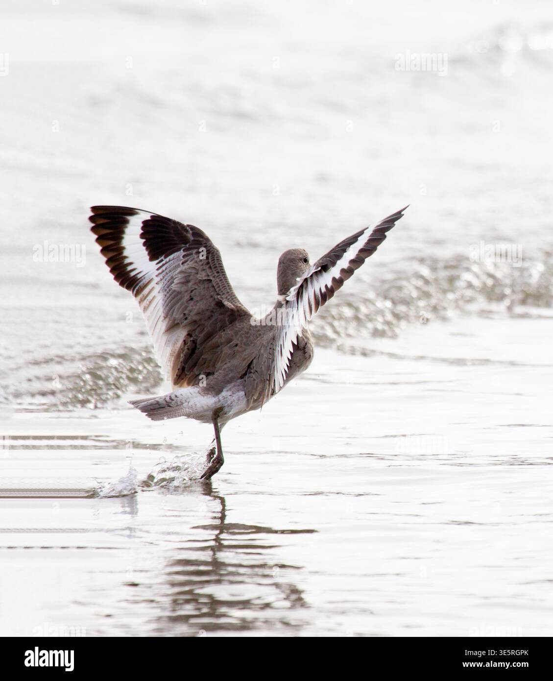 Willet Pattern Willet with Wings Extended Showing Wing Pattern Stock Photo - Alamy
