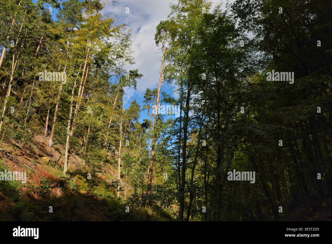 Dichter Mischwald am Wanderweg zwischen Stadt Wehlen und der Bastei, Nationalpark Sächsische Schweiz, Elbsandsteingebirge, Sachsen Stock Photo