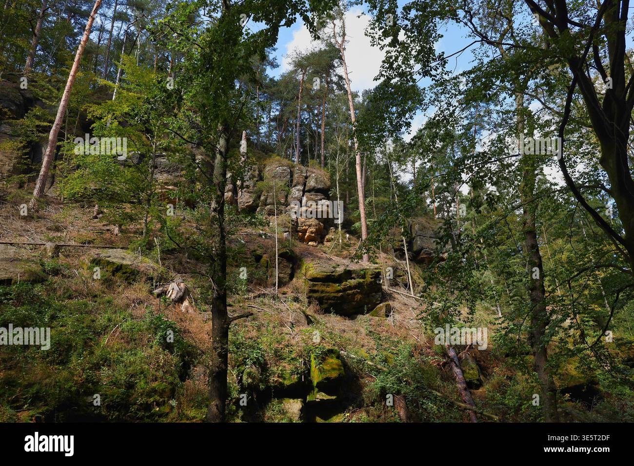 Dichter Mischwald am Wanderweg zwischen Stadt Wehlen und der Bastei, Nationalpark Sächsische Schweiz, Elbsandsteingebirge, Sachsen Stock Photo