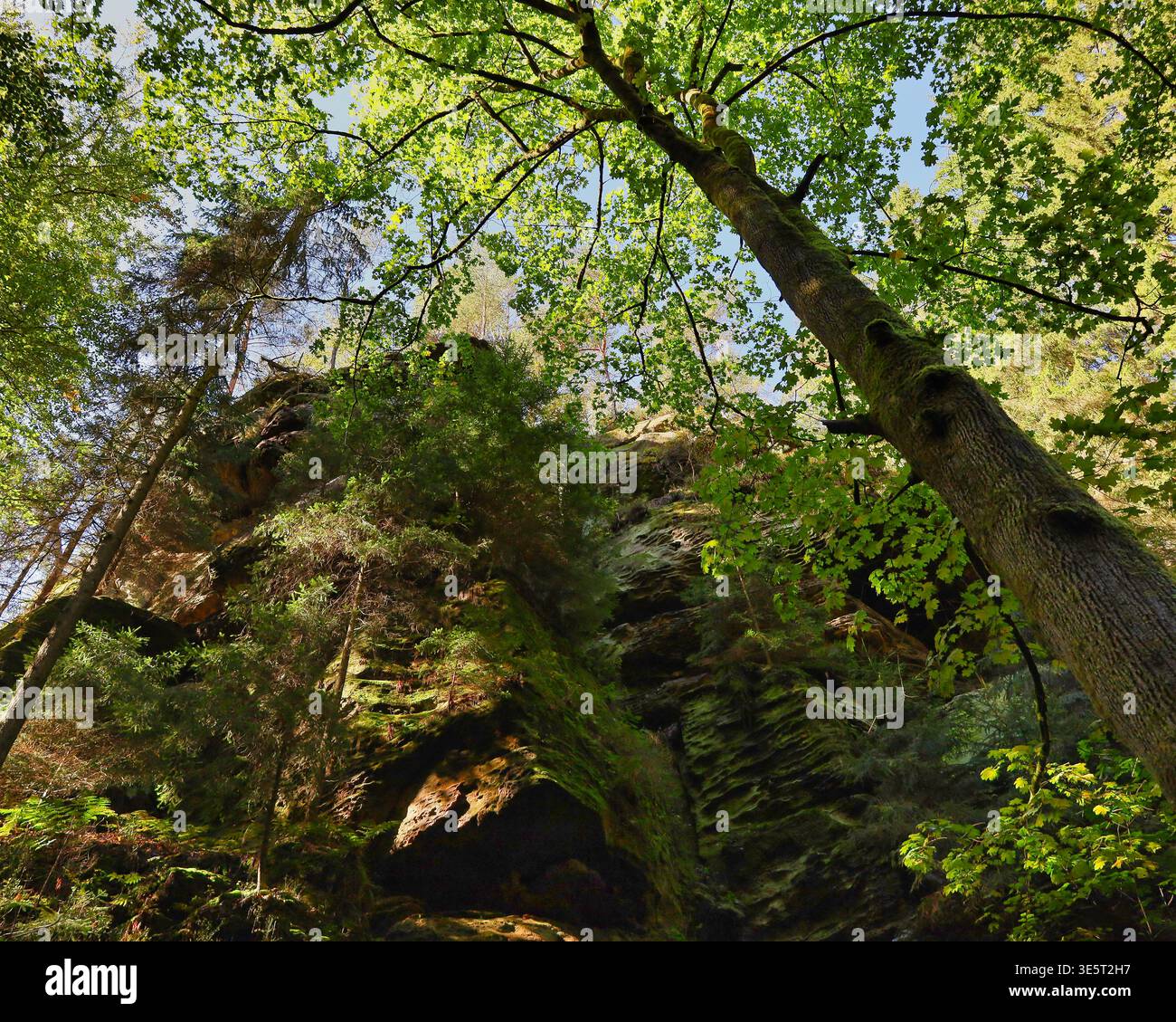 Dichter Mischwald am Wanderweg zwischen Stadt Wehlen und der Bastei, Nationalpark Sächsische Schweiz, Elbsandsteingebirge, Sachsen Stock Photo