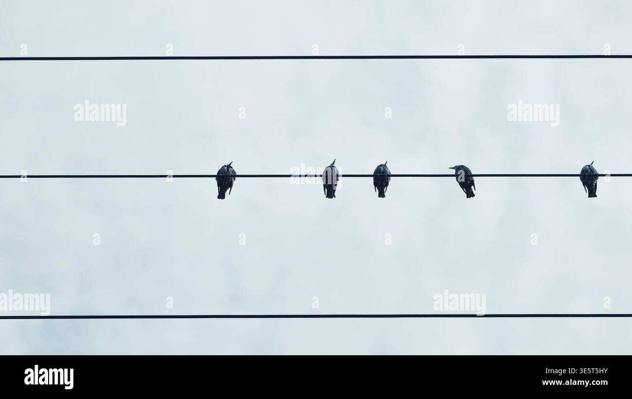 Birds perching on power lines against a clear sky, one bird stretching its wing Stock Photo