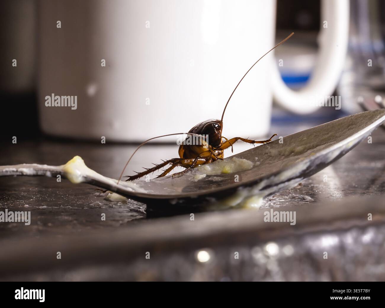 Roach In Food cockroaches on a plate with food debris and crumbs. Conceptual image ...