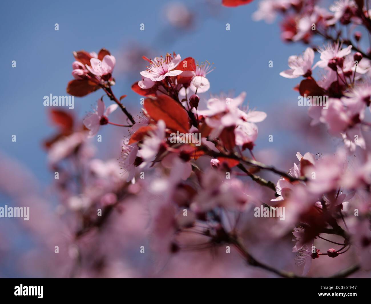 Soft focus on cherry blossom hi-res stock photography and images - Alamy
