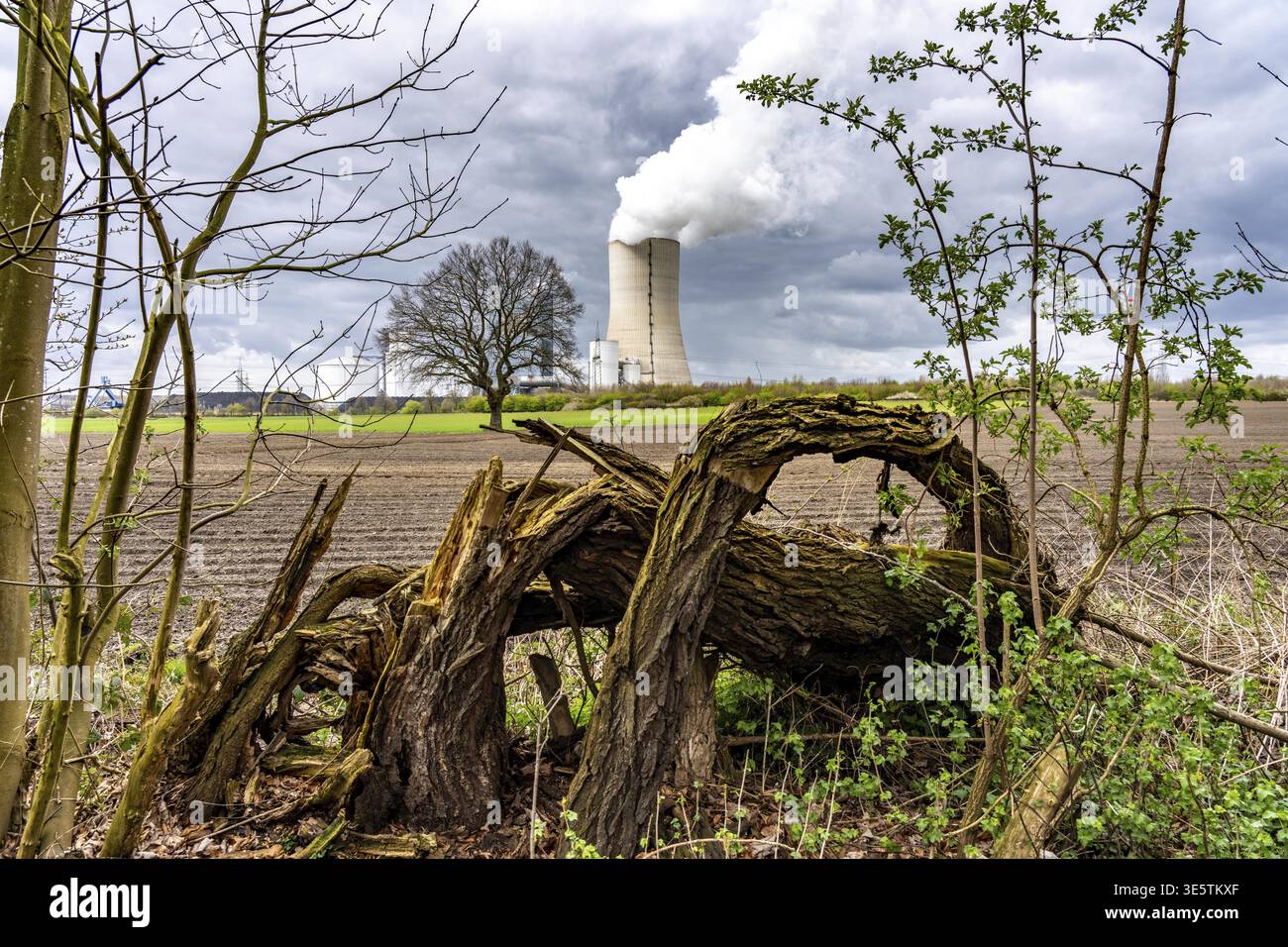 The UNIPER Datteln 4 coal-fired power plant, power plant block and cooling  tower, fields, old trees, Datteln, North Rhine-Westphalia, Germany Stock  Photo - Alamy