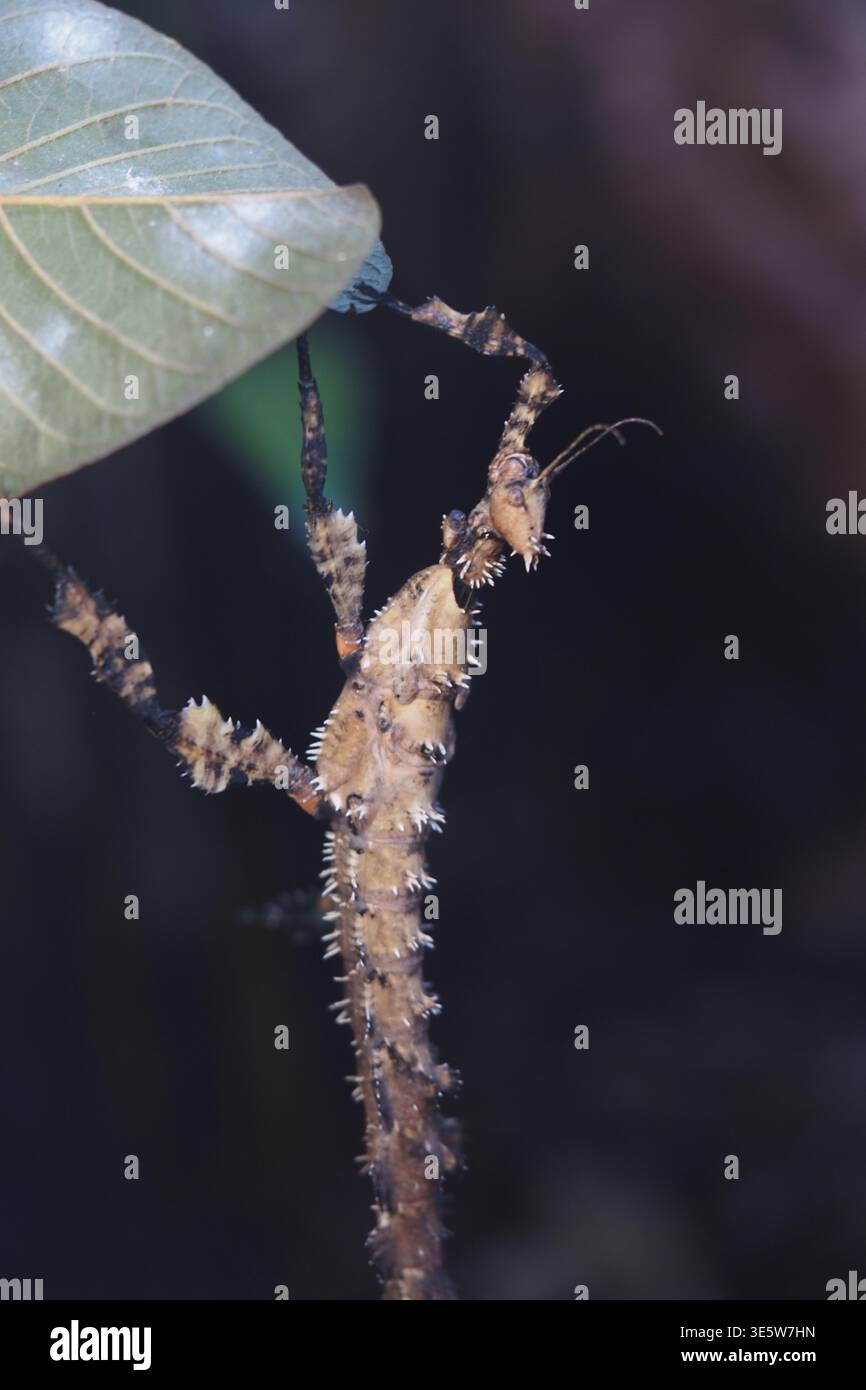 Stick Insect Texture Spiky Stick Insect Close-Up Showing Camouflage and Texture on a Brown ...