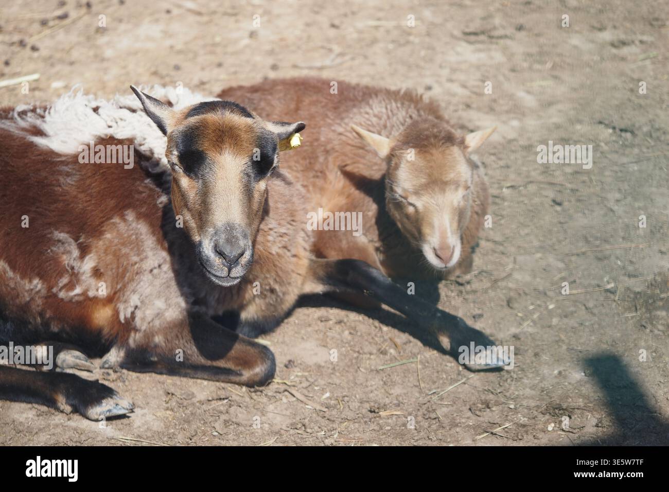 Two sheep resting together on a sunny day Stock Photo