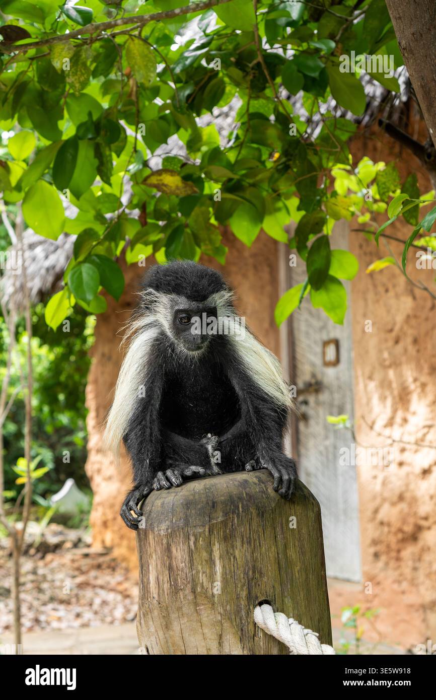 Colobus monkey relaxing on a tree stump, captured from a slightly elevated angle Stock Photo