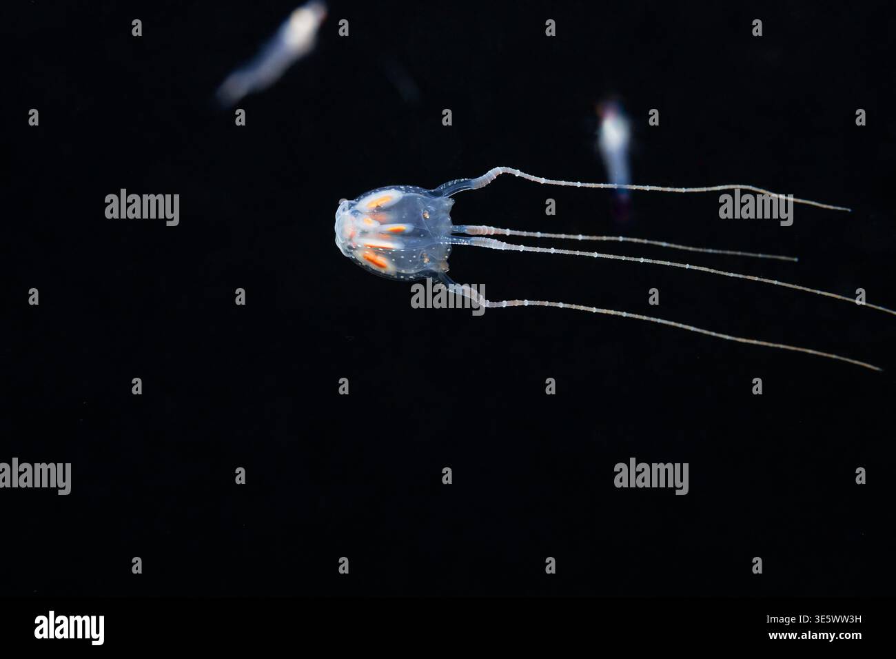Sivickis' box jellyfish Copula sivickisi in blackwater, pelagic