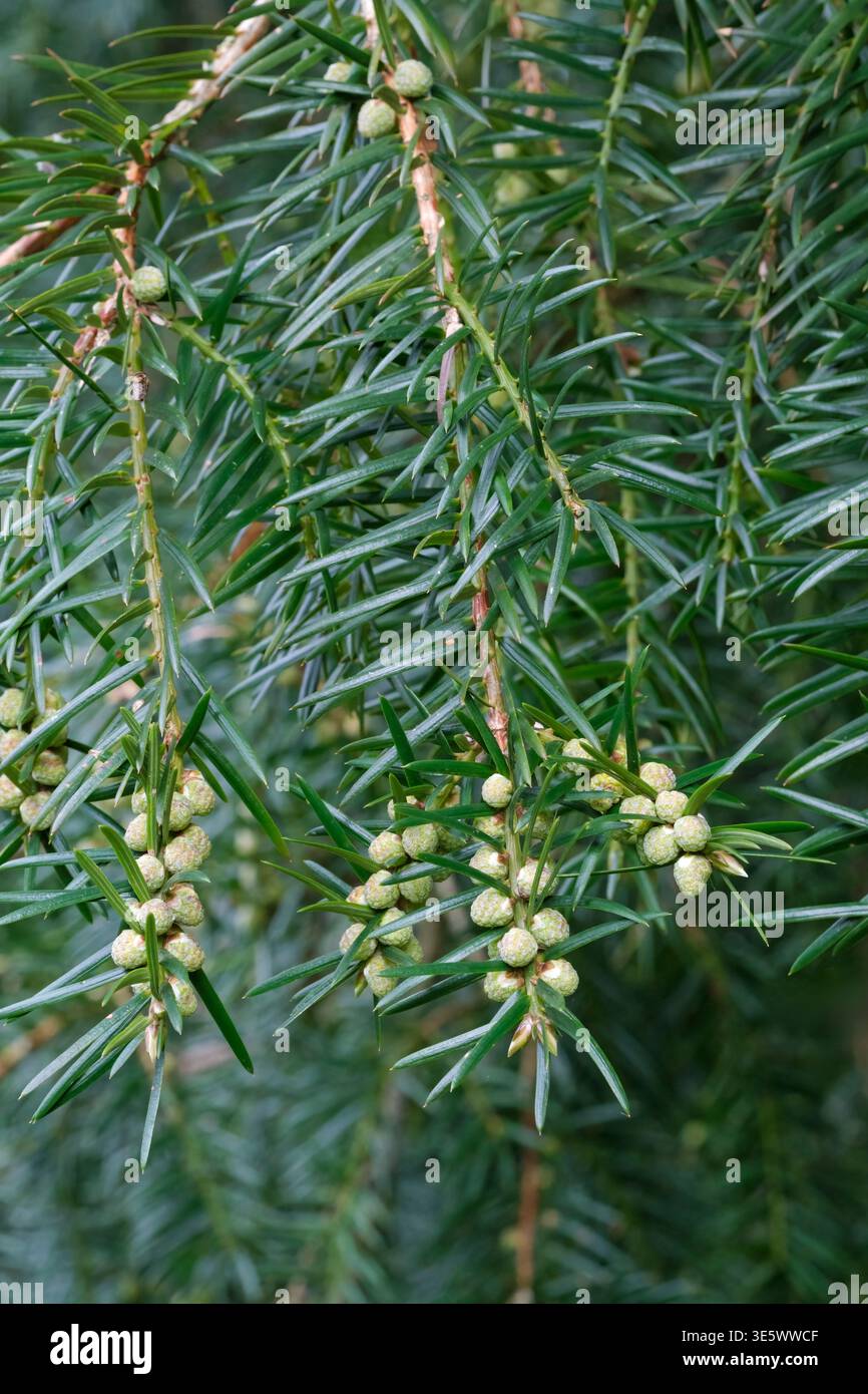 Torreya californica, California torreya, California nutmeg tree, young fruit in early spring Stock Photo