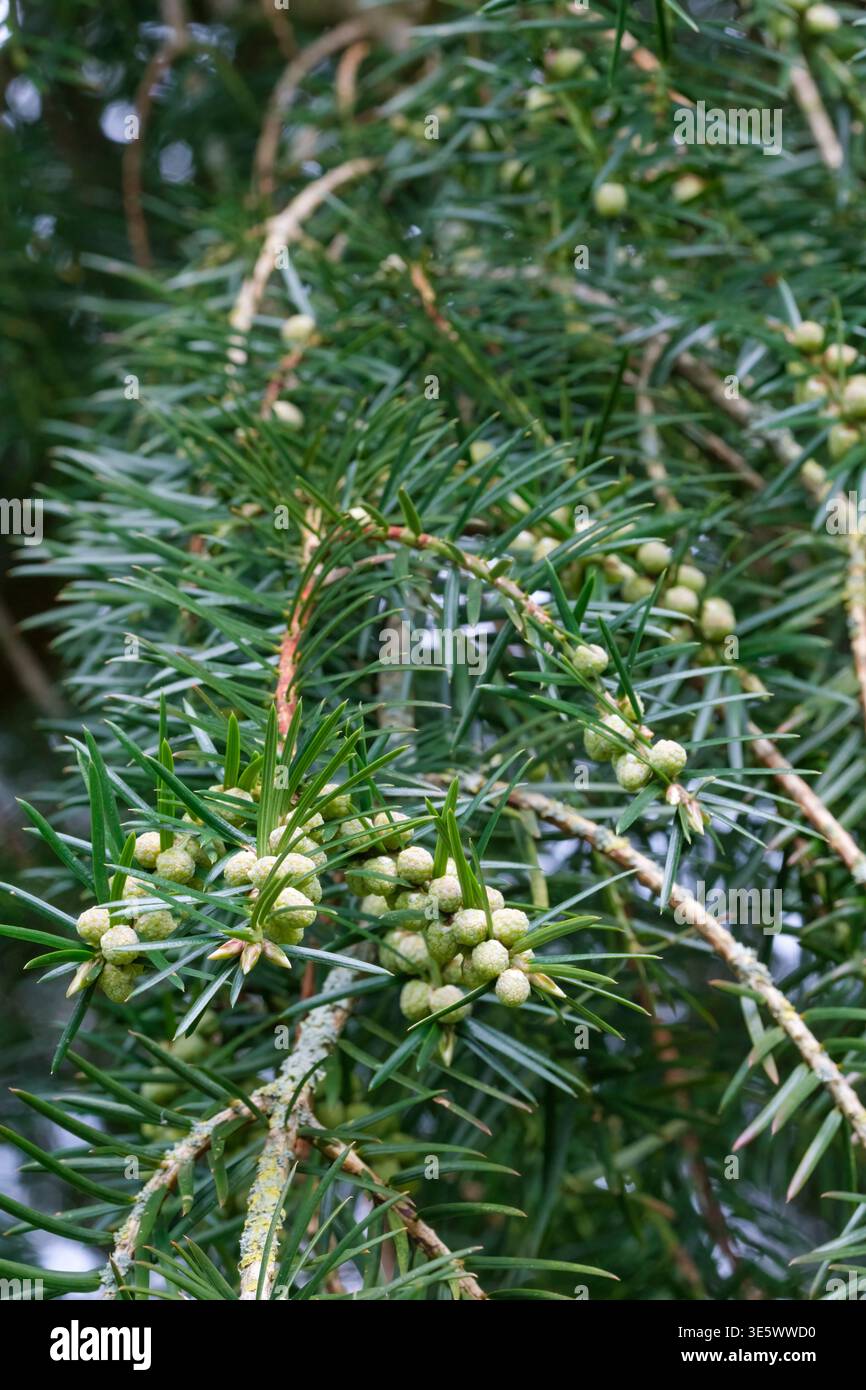 Torreya californica, California torreya, California nutmeg tree, young fruit in early spring Stock Photo
