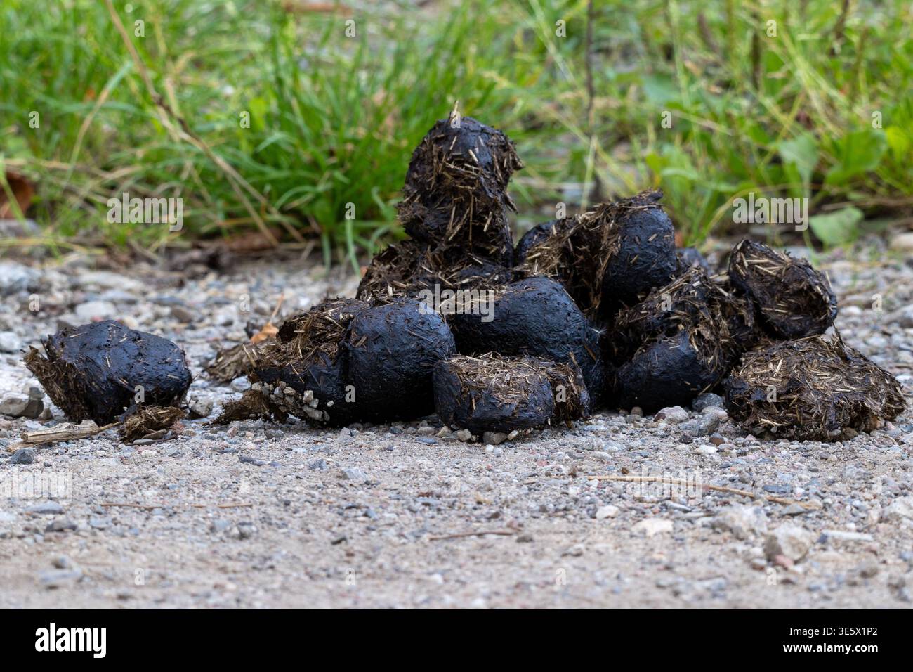 Horse dung path hi-res stock photography and images - Alamy