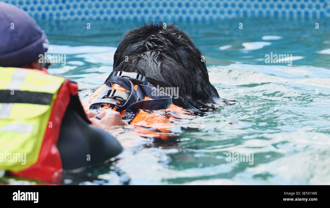 newfoundland dog swimming rescue