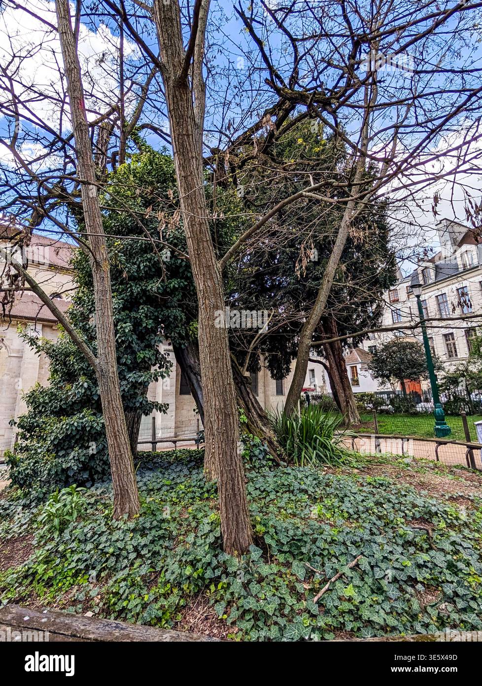 Robinia tree paris hi-res stock photography and images - Alamy