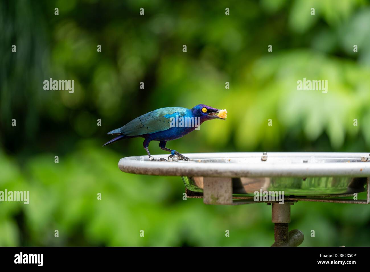 Vibrant blue bird perches on metal feeder. It holds yellow seed in its ...